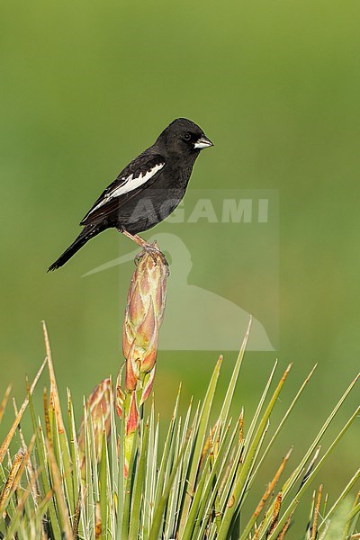 Adult male breeding
Weld Co., CO
June 2023 stock-image by Agami/Brian E Small,