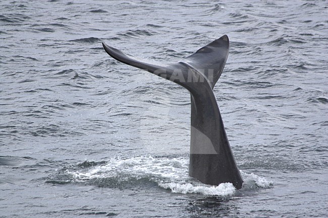 Zuidkaper laat staart zien tijdens duiken; Southern Right Whale showing tail when diving stock-image by Agami/WJ Strietman,