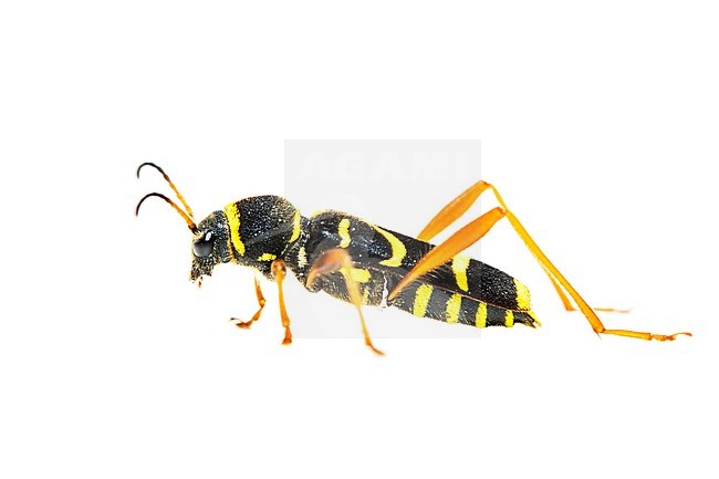 Wasp beetle, Clytus arietis stock-image by Agami/Wil Leurs,