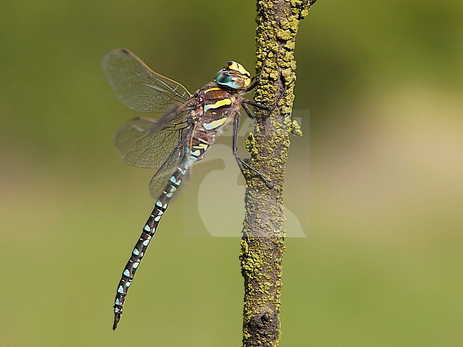 Mannetje Venglazenmaker, Male Aeshna juncea stock-image by Agami/Wil Leurs,