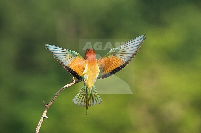 Bijeneter; European Bee-eater stock-image by Agami/Marc Guyt,