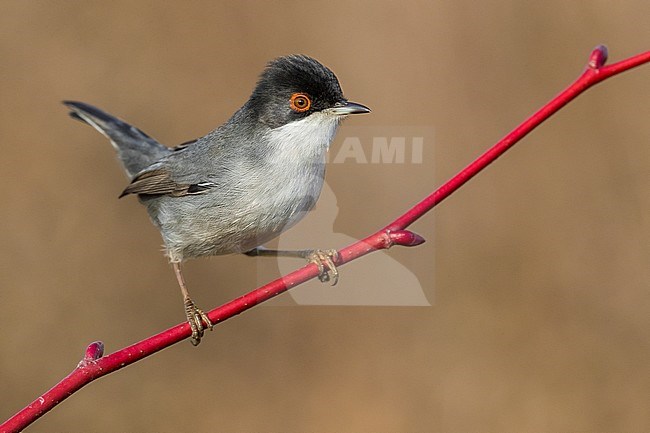 Sardinian Warbler (Sylvia melanocephala) male wintering in Italy and perched on a red twig stock-image by Agami/Daniele Occhiato,
