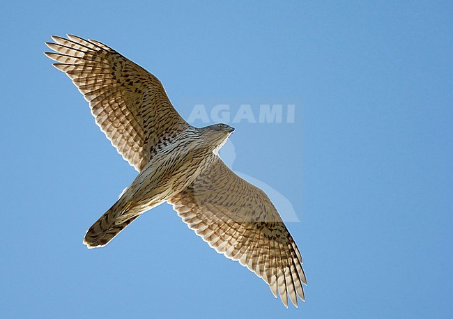 Havik vliegend; Northern Goshawk flying stock-image by Agami/Markus Varesvuo,