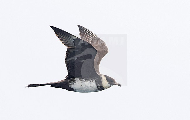 Adult Pomarine Jaeger (Stercorarius pomarinus) flying offshore off the North American coast during late summer. Showing under wings. stock-image by Agami/Brian Sullivan,