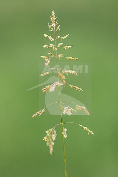 Rough Meadow-grass stock-image by Agami/Wil Leurs,