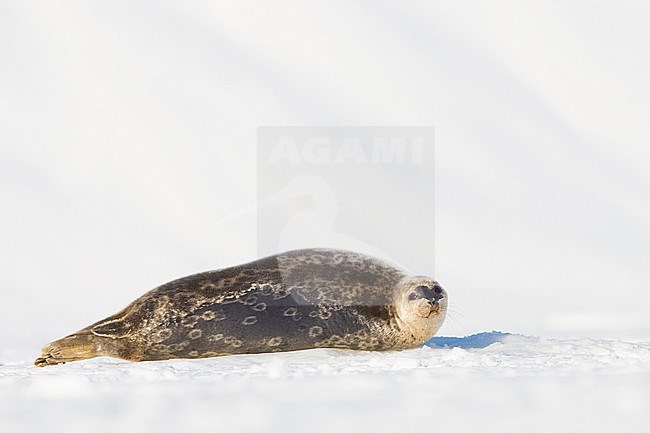 Adult Ringed Seal (Pusa hispida) resting on ice floe on Svalbard in the high arctic. stock-image by Agami/Pieter-Jan D'Hondt ,
