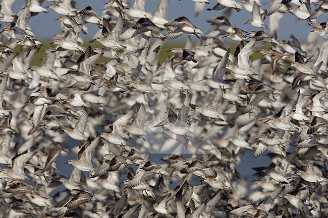 Grote groep Kanoeten; Large flock of Red Knots stock-image by Agami/Arie Ouwerkerk,