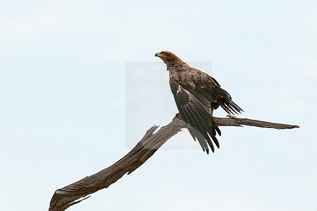 A tawny eagle, Aquila rapax, ready to take off from a tree branch. Savute Marsh, Chobe National Park, Botswana. stock-image by Agami/Sergio Pitamitz,