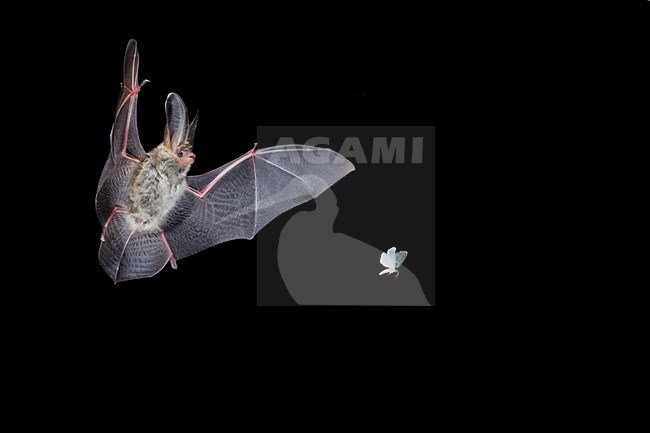 Gewone grootoorvleermuis jagend op mot; Brown long-eared bat hunting a Moth stock-image by Agami/Theo Douma,