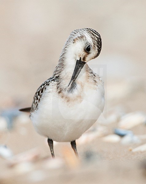 Drieteenstrandloper poetsend; Sanderling preening stock-image by Agami/Marc Guyt,