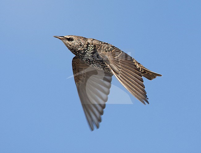 Spreeuw winterkleed vliegend; Common Starling winterplumage flying stock-image by Agami/Harvey van Diek,