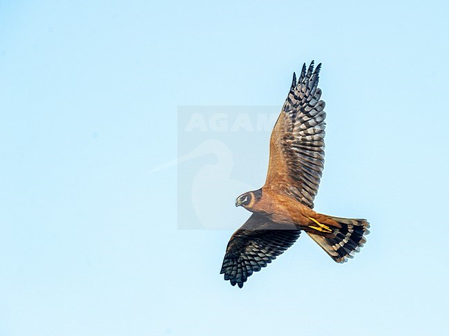 Pallid Harrier (Circus macrourus) in Finland. stock-image by Agami/Jari Peltomäki,