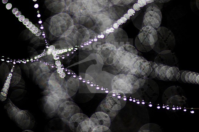 Spinnenweb met dauwdruppels, Spider web with Dew drops stock-image by Agami/Wil Leurs,