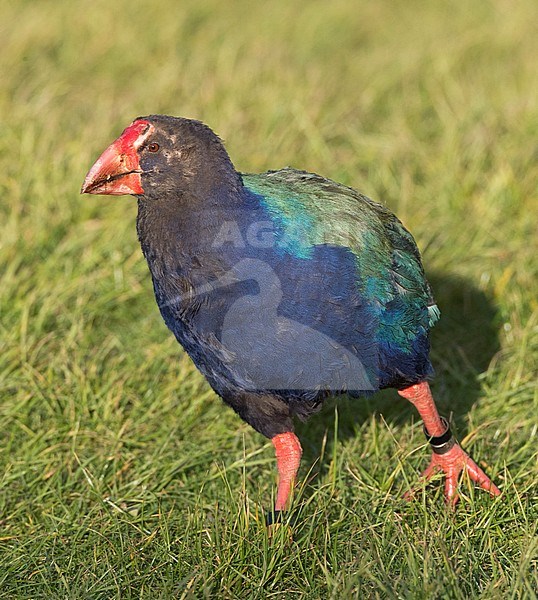 South Island Takahe (Porphyrio hochstetteri) an endangered flightless bird endemic to New Zealand. Relocated in Tawharanui Regional Park, North Island, New Zealand. Near-extincted, in October 2017 there were 347 takahe accounted for, an increase of 41 over 2016. stock-image by Agami/Marc Guyt,