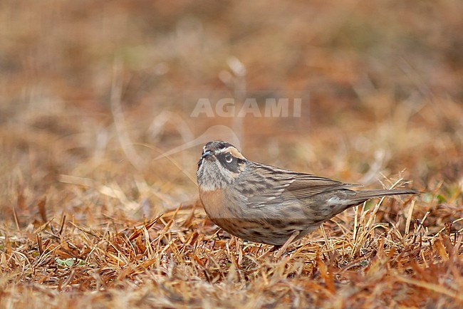 Wintering Rufous-breasted Accentor (Prunella strophiata) standing on the ground. stock-image by Agami/Marc Guyt,