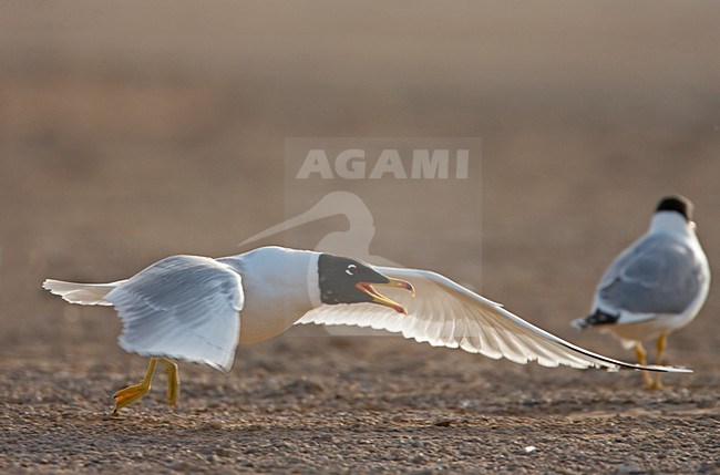 Reuzenzwartkopmeeuw, Great Black-headed Gull, Larus Ichthyaetus stock-image by Agami/Jari Peltomäki,