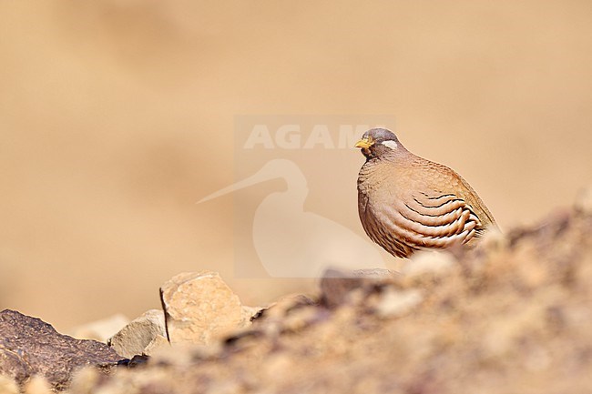 Sand Partridge (Ammoperdix heyi), male in the desert, room for text, Israel stock-image by Agami/Tomas Grim,