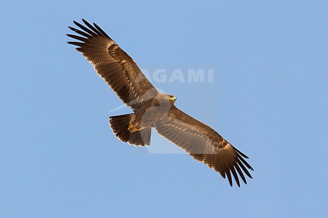 Juveniele Schreeuwarend in de vlucht; Juvenile Lesser Spotted Eagle in flight stock-image by Agami/Daniele Occhiato,