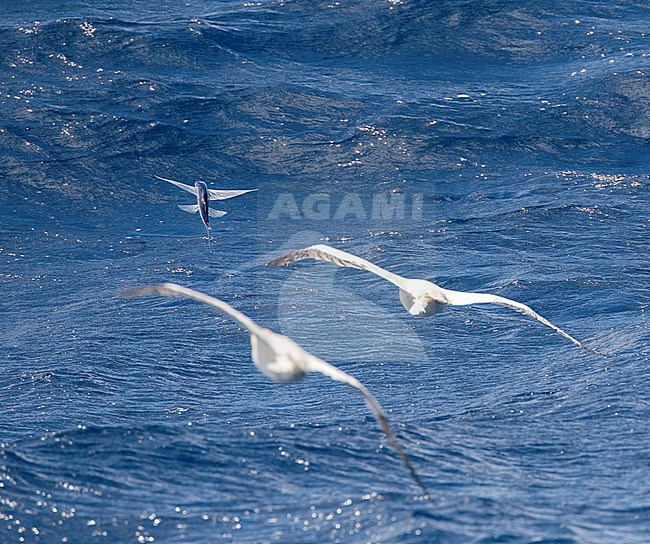 Red-footed booby, Sula sula rubripes. Two boobies hunting for the same flying fish, in the Pacific Ocean, between Norfolk islands (Australia) to Vanuatu located in the South Pacific Ocean. stock-image by Agami/Marc Guyt,