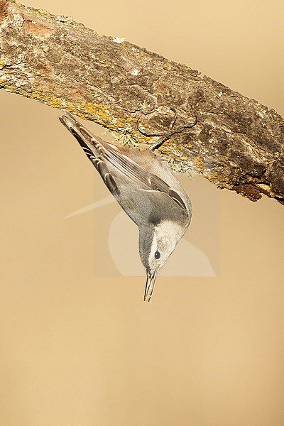 Adult female
Santa Barbara Co., CA
November 2021 stock-image by Agami/Brian E Small,