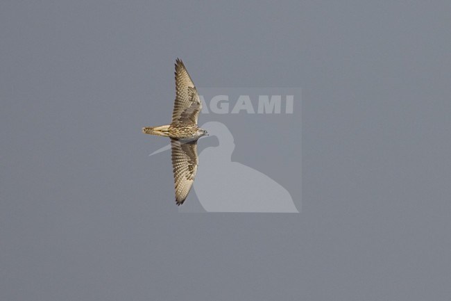 Saker flying; Sakervalk vliegend stock-image by Agami/Daniele Occhiato,