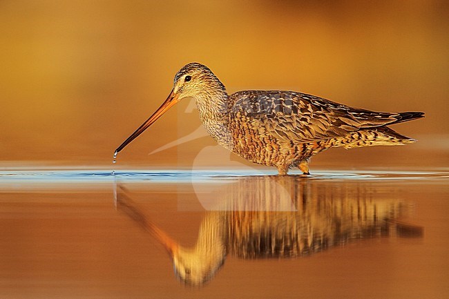 Rode Grutto, Hudsonian Godwit stock-image by Agami/Glenn Bartley,