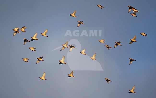 Groep Pestvogels in de vlucht; Flock of Bohemian Waxwings in flight stock-image by Agami/Markus Varesvuo,
