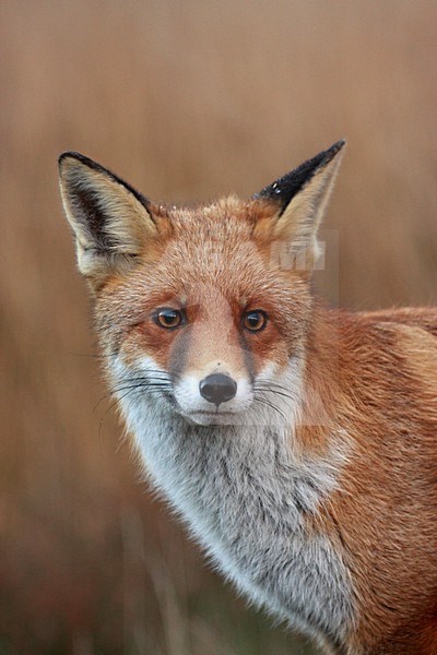 Vos, Red Fox, Vulpes vulpes stock-image by Agami/Wim Wilmers,