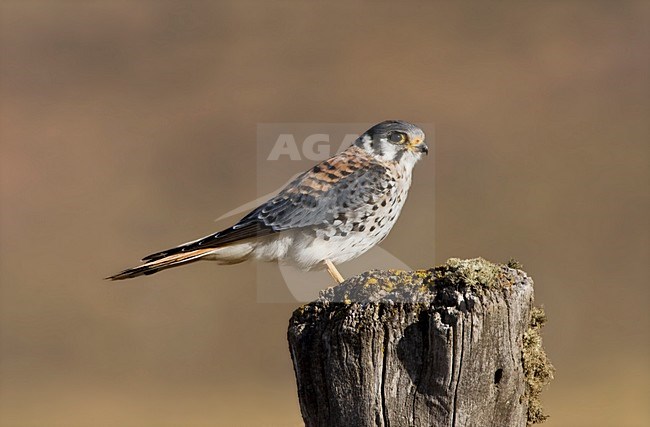 Mannetje Amerikaanse Torenvalk zittend op paaltje; Male American Kestrel perched on pole stock-image by Agami/Marc Guyt,