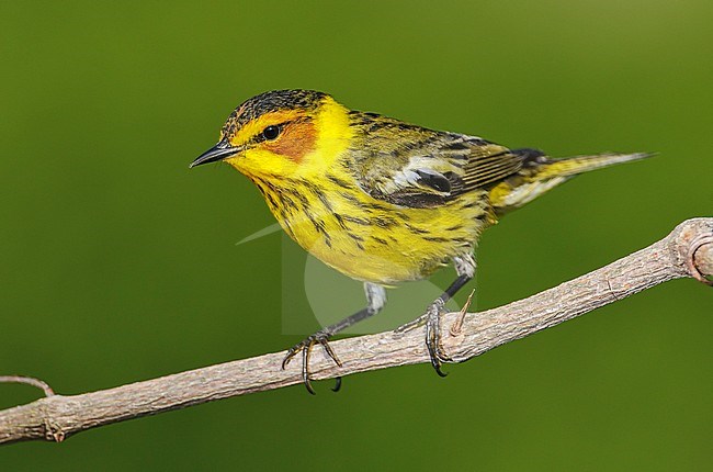 Adult male
Galveston Co., TX
April 2012 stock-image by Agami/Brian E Small,