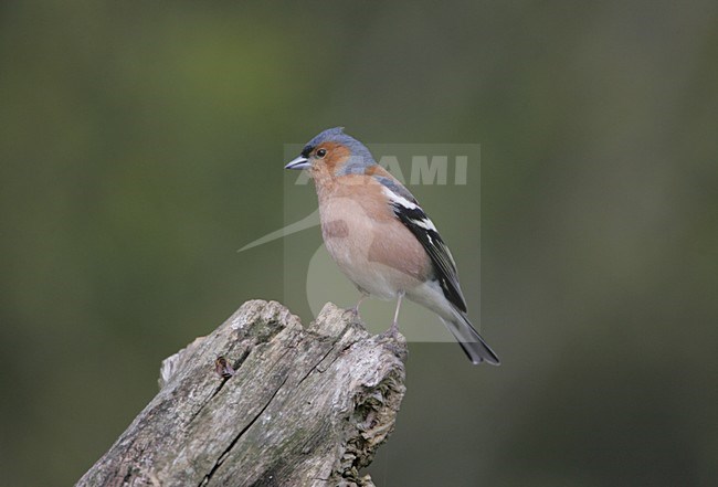 Mannetje Vink; Male Common Chaffinch stock-image by Agami/Bill Baston,