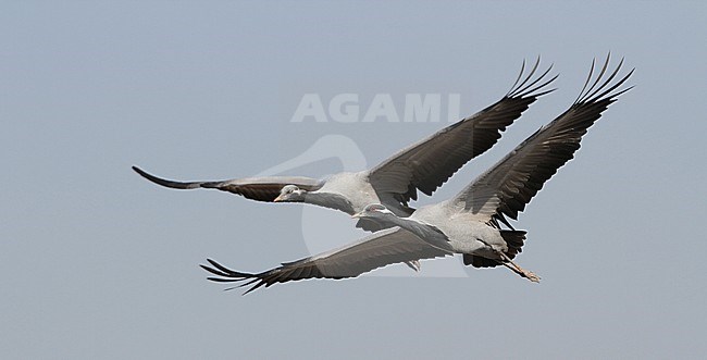 Jufferkraanvogel in vlucht; Demoiselle Crane (Anthropoides virgo) in flight stock-image by Agami/James Eaton,