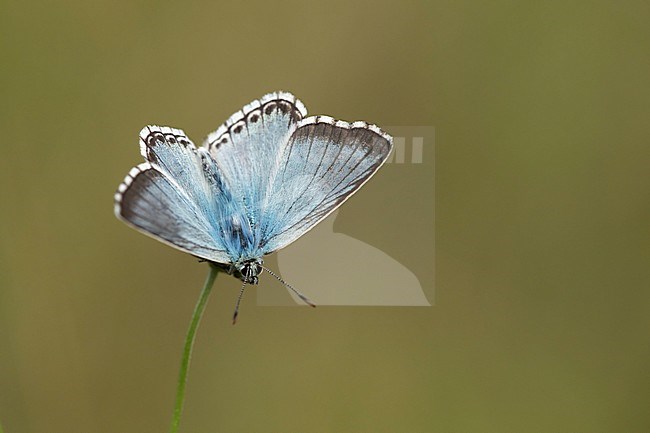 Bleek blauwtje, Chalk-hill Blue, stock-image by Agami/Walter Soestbergen,