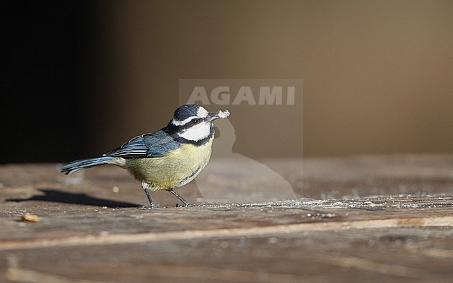 African Blue Tit (Cyanistes teneriffae teneriffae) in Tenerife, Canary Islands stock-image by Agami/Helge Sorensen,