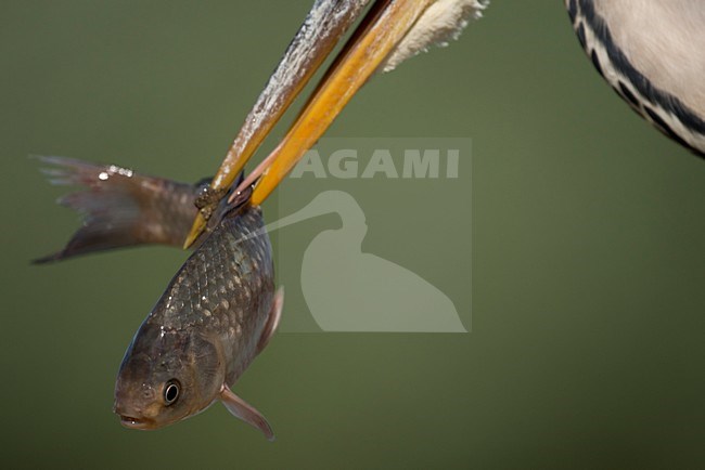 Blauwe Reiger met vis; Grey Heron with fish stock-image by Agami/Han Bouwmeester,