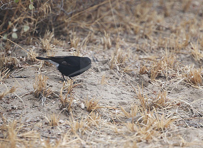 Adult male Variable Wheatear, Oenanthe picata, in India. stock-image by Agami/James Eaton,