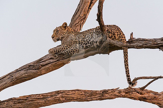 A leopard, Panthera pardus, resting in a tree top, warming up with the last rays of sun. Okavango Delta, Botswana. stock-image by Agami/Sergio Pitamitz,