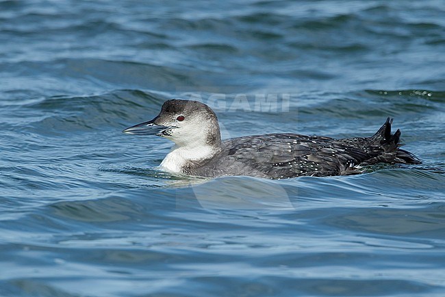 Adult non-breeding Great Northern Diver (Gavia immer)
Ocean Co., N.J.
March 2017 stock-image by Agami/Brian E Small,