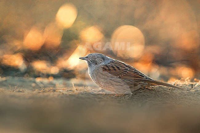 Dunnock (Prunella modularis) perched on the ground stock-image by Agami/Daniele Occhiato,