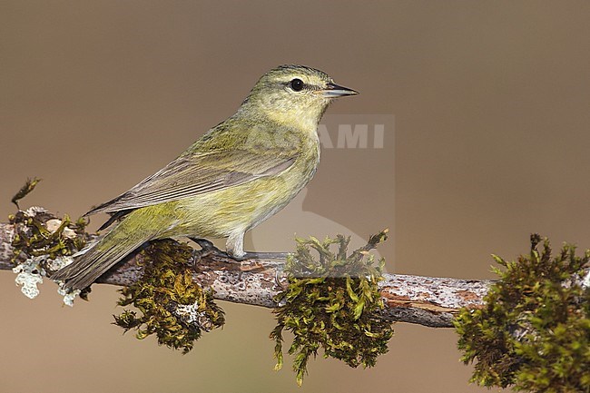 Adult female
Galveston Co., TX
May 2012 stock-image by Agami/Brian E Small,
