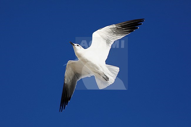 Lachmeeuw; Laughing Gull; stock-image by Agami/Chris van Rijswijk,