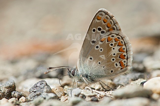 Bruin blauwtje / Brown Argus (Aricia agestis) stock-image by Agami/Wil Leurs,