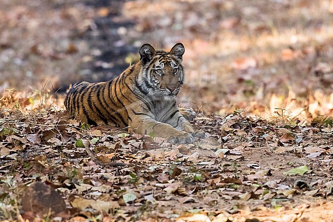 One-year cub Bengal Tiger near his mother sitting on trail in Tala, Bandavgarh, India. March 10, 2017. stock-image by Agami/Vincent Legrand,