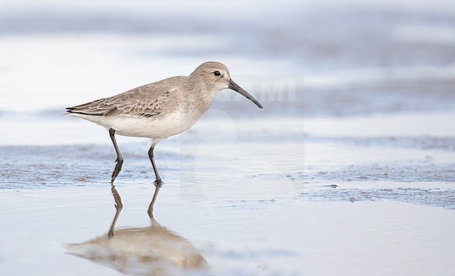 American Dunlin (Calidris alpina hudsonia / pacifica) in Texas. stock-image by Agami/Ian Davies,