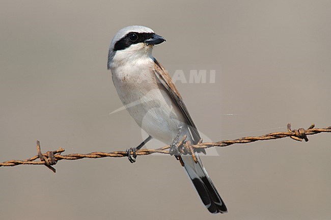 Red-backed Shrike male perched on a wire; Grauwe Klauwier man zittend op prikkeldraad stock-image by Agami/Marc Guyt,