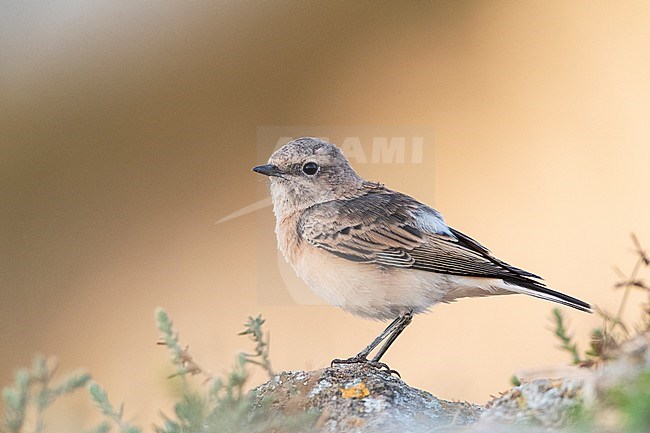 Pied Wheatear (Oenanthe pleschanka) during autumn migration at Cape Kaliakra, Bulgaria stock-image by Agami/Marc Guyt,