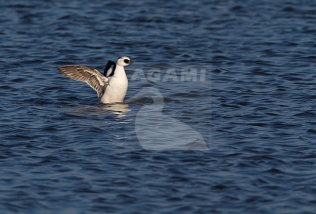 Mannetje Nonnetje, Male Smew stock-image by Agami/Karel Mauer,