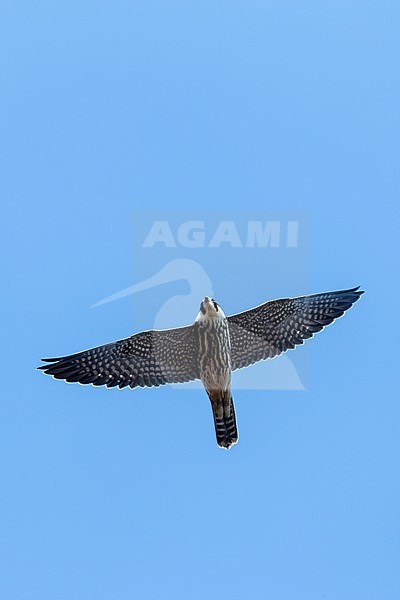 Eurasian Hobby (Falco subbuteo) in flight during autumn migration in Bulgaria stock-image by Agami/Marc Guyt,