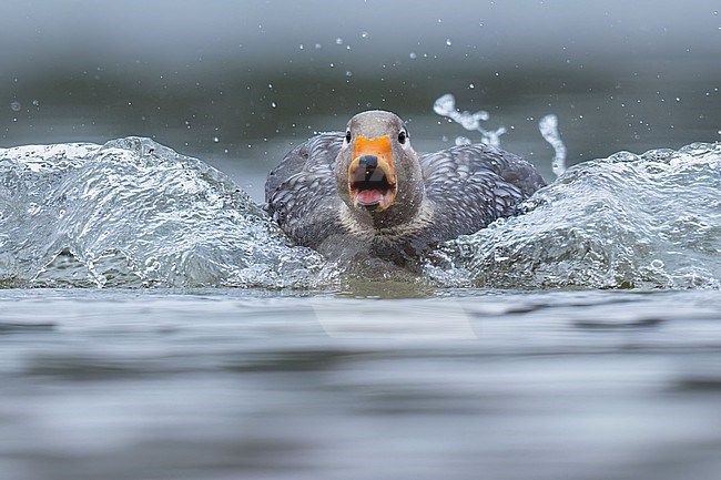 Flying Steamer-Duck (Tachyeres patachonicus) at a laguna in Argentina stock-image by Agami/Dubi Shapiro,