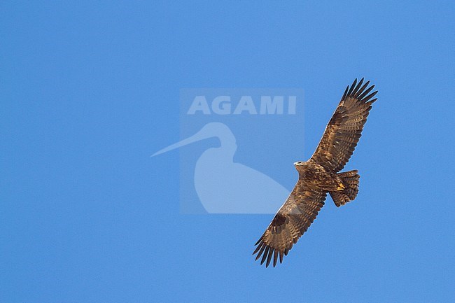 Steppe Eagle - Steppenadler - Aquila nipalensis, Oman, adult stock-image by Agami/Ralph Martin,